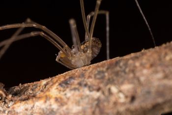 Media type: image; Invertebrate Zoology 133381   Description: live specimen;